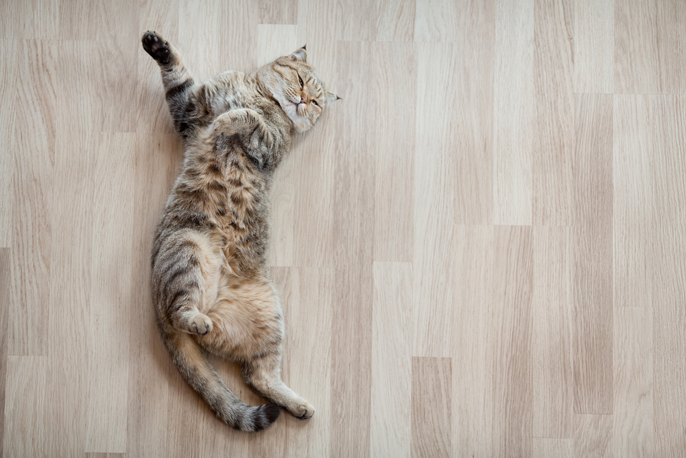 Best Flooring Options for Pets