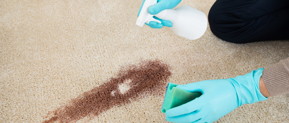 Person cleaning carpet stains