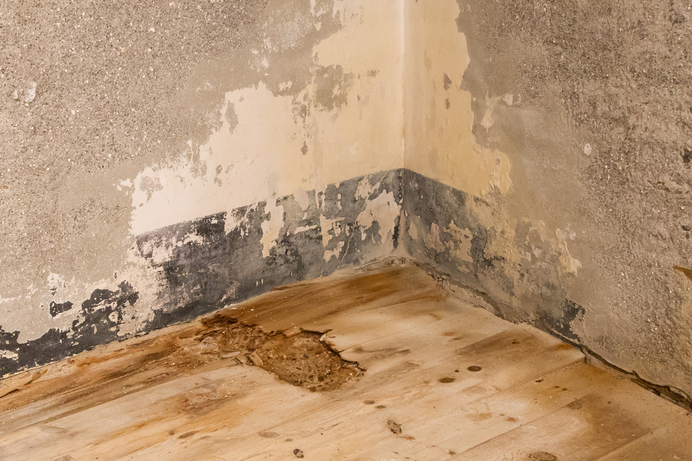 a corner in a room with water damage to both the walls and the hardwood floors