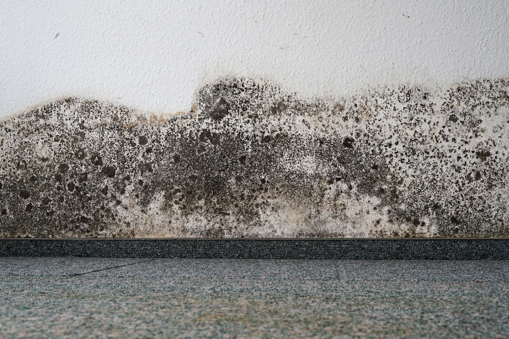 mold growing on the wall and floor of an apartment