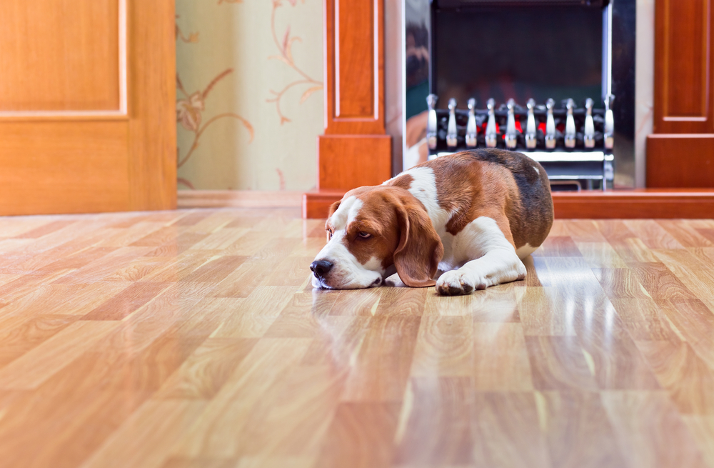 A dog on laminate flooring